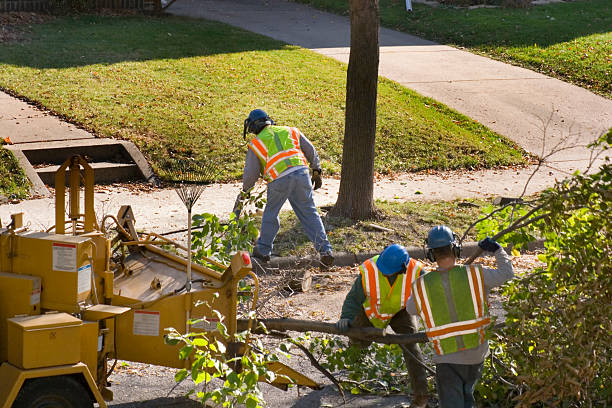 How Our Tree Care Process Works  in  Huntington Station, NY